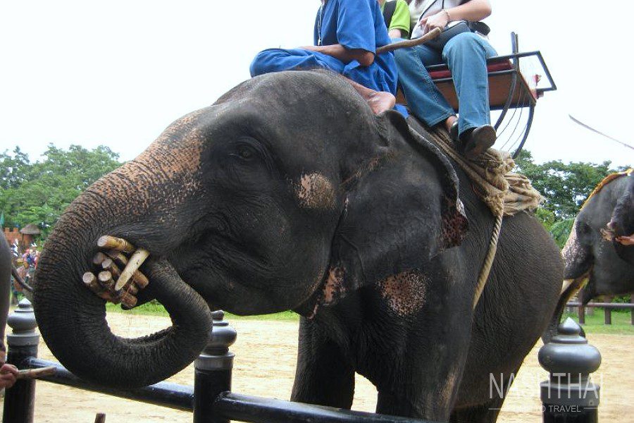 Катание на слоне